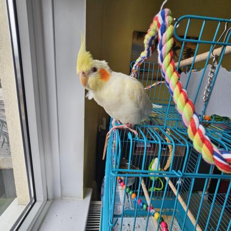 Image 2 of 4 months old Male tame cockatiel +cage +toys