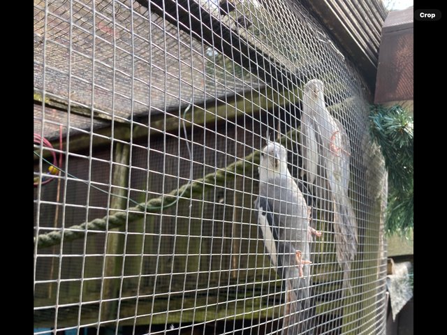Preview of the first image of 2 adult white face cockatiels.