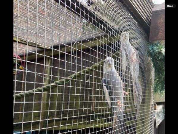 Image 1 of 2 adult white face cockatiels