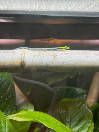 Image 4 of Phelsuma klemmeri - neon day gecko
