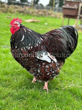 Image 2 of Jubilee Orpington Hatching eggs postage available