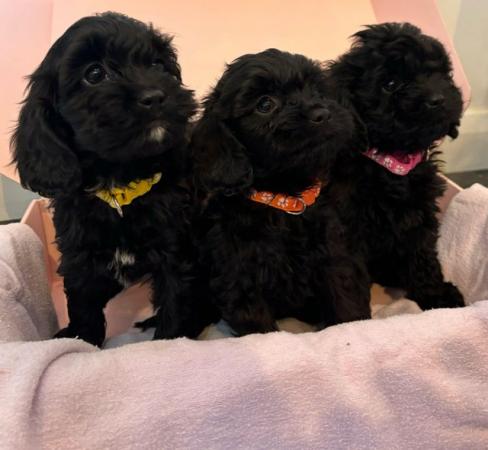 Image 9 of Gorgeous cavapoo puppies