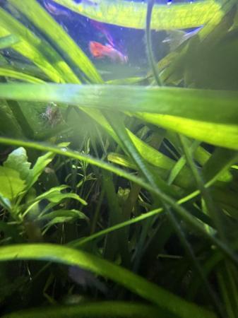 Image 4 of Tiny baby guppies, assortment of colours