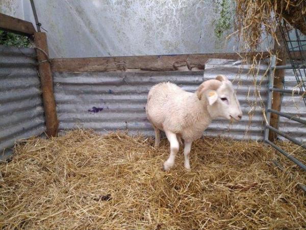 Image 4 of 12 month old registered wiltshire horn ram lamb