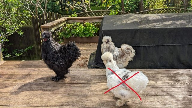 Image 9 of *DEAL* Tame Young Silkie Roosters