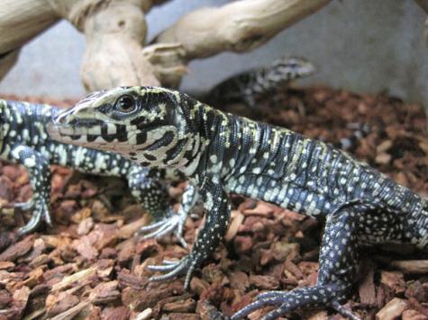Image 2 of LIZARDS.....Monitors/Tegus and MORE ....Available now !!!
