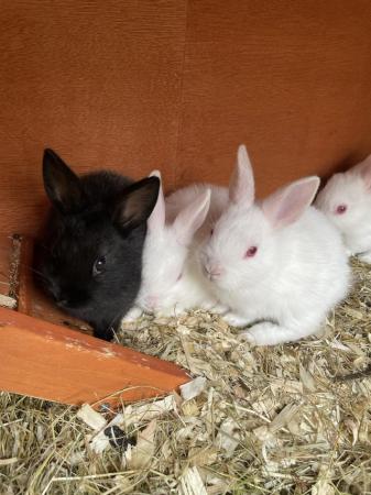 Image 1 of Rabbits all ready to go to new homes