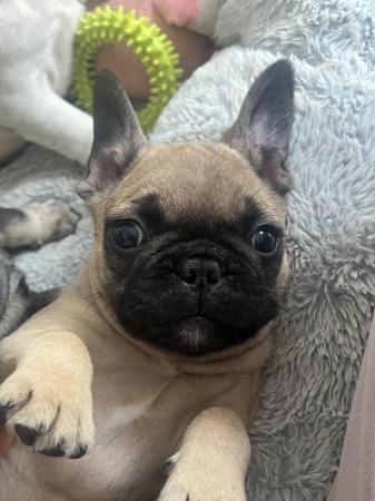 Image 6 of 8 week old French Bulldog boys ready for loving home