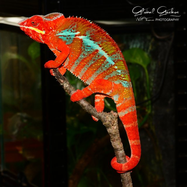 Preview of the first image of Panther Chameleons, Ambilobe, Nosy Be, Sambava and more.