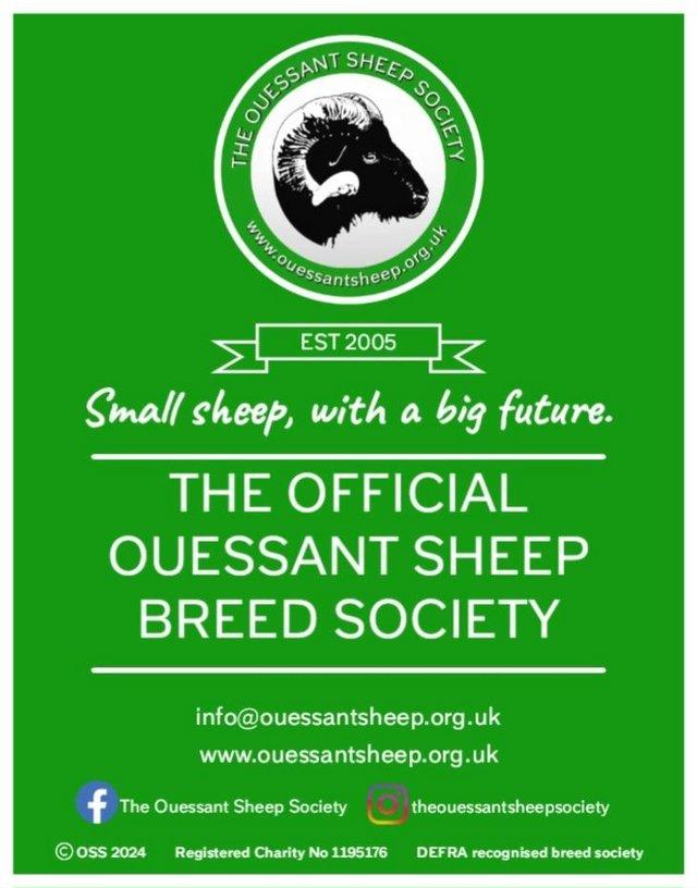 Preview of the first image of The Ouessant Sheep Society in UK (DEFRA recognised).