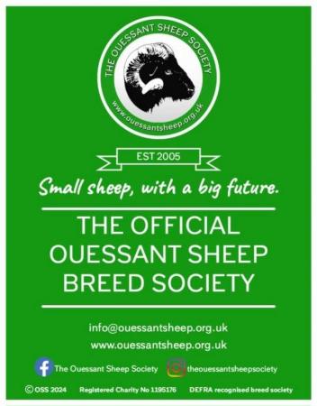 Image 1 of The Ouessant Sheep Society in UK (DEFRA recognised)