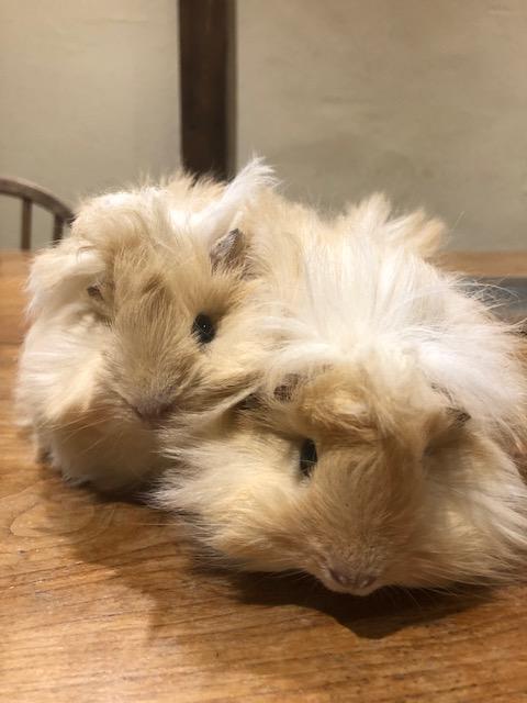 Preview of the first image of Gorgeous long haired Peruvian Guinea Pigs for sale.
