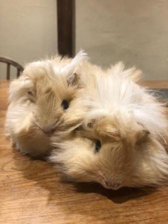 Image 1 of Gorgeous long haired Peruvian Guinea Pigs for sale