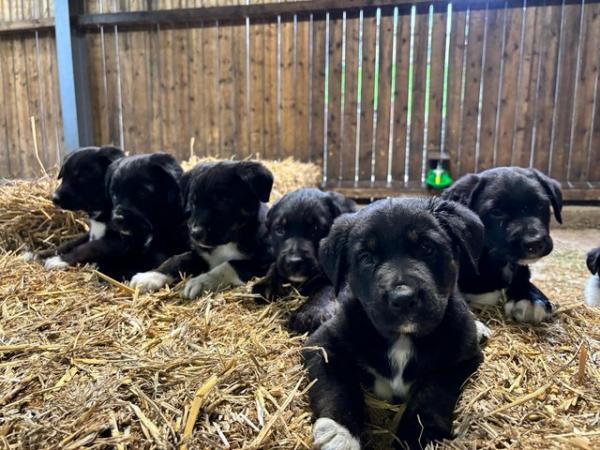 Image 4 of Border collie cross rottweiler puppies