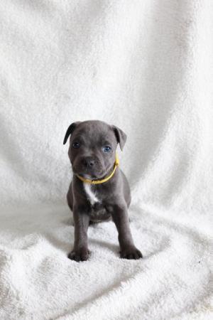 Image 26 of beautiful champion blue Staffordshire bull terrier puppies
