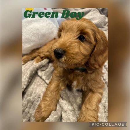 Image 2 of Australian Labradoodles Microchipped