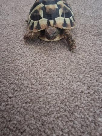 Image 3 of Two year old Hermann Tortoise with all the equipment