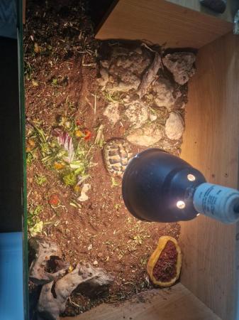 Image 1 of Two year old Hermann Tortoise with all the equipment
