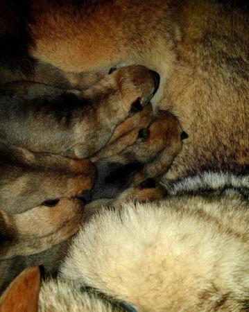 Image 2 of Czechoslovakian wolf dog puppies