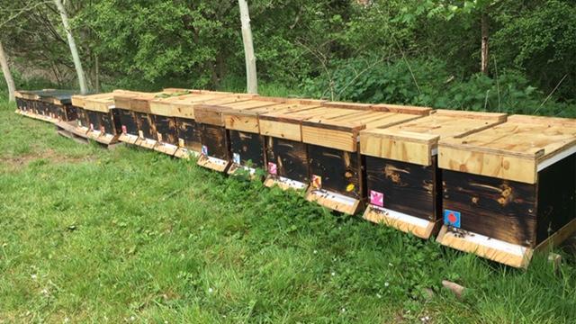Preview of the first image of 2024 Summer Five Frame HoneyBee Nucs.