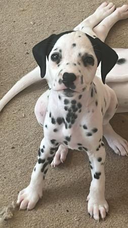 Image 3 of Dalmatian puppies ready to leave next week