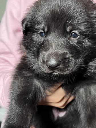 Image 5 of German shepherd x labs puppies for sale