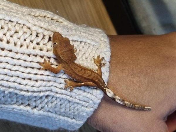 Image 22 of OMG Beautiful Crested Geckos!!!