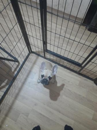 Image 2 of French bulldogs girl for sale
