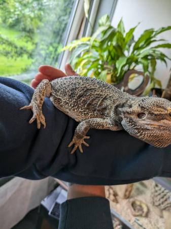 Image 1 of Male Bearded dragon 1yr and a half