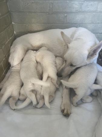 Image 2 of KC registered White Swiss Shepherd puppies