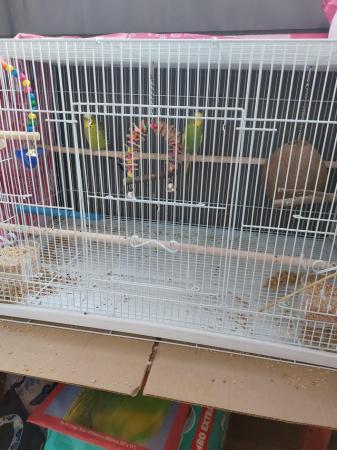 Image 3 of Large cage all accessories and food and 2 budgies