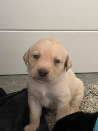 Image 18 of Beautiful Labrador pups for sale