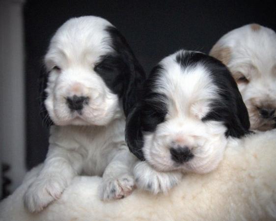 Image 40 of Show Cocker Puppies (KC Registered and fully health tested)