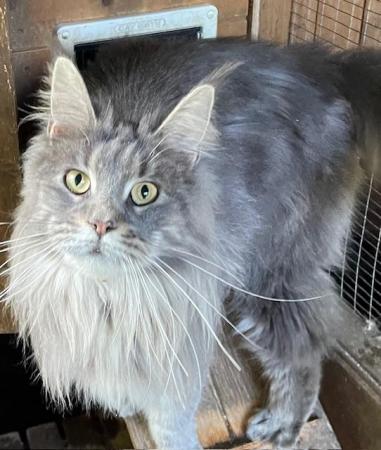 Image 1 of Maine Coon 2 year old female blue tabby