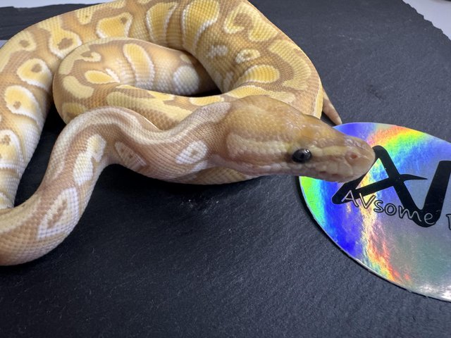 Preview of the first image of 1.0 Banana Mojave Het Clown royal/ball python baby.
