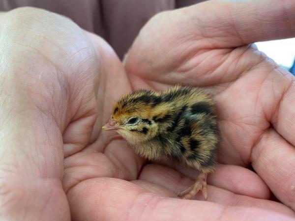 Image 3 of Baby Quails two weeks old  - Available Now