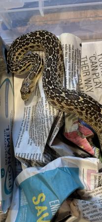 Image 7 of Female San Diego gopher snake, hypo