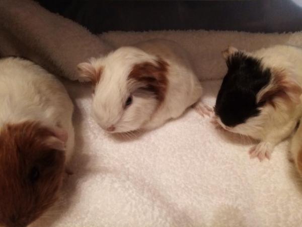 Image 3 of Guinea Pigs... Sow. Ready now