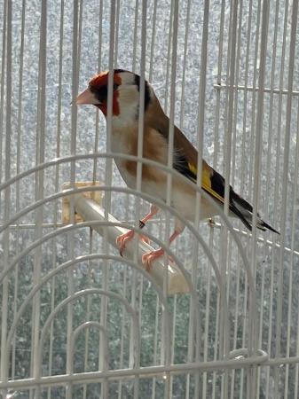 Image 2 of Siberian Goldfinch Male for sale