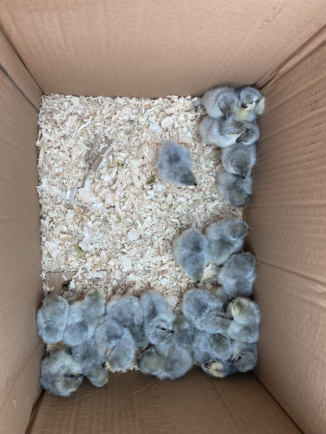 Preview of the first image of LAVENDER PEKIN CHICKS & HATCHING EGGS.