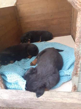 Image 5 of Rottweilerpuppies for sale mixed litter.