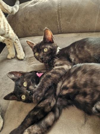 Image 7 of Tica Reg Bengal Kittens for loving home