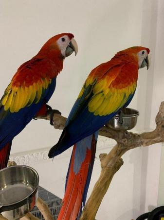 Image 2 of Supertame young Scarlet Macaws