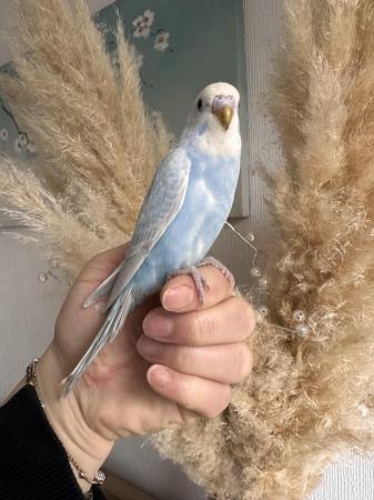 Image 2 of Hand tame young baby budgie