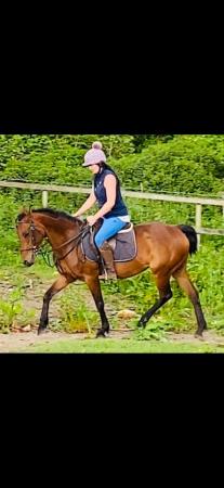 Image 3 of Gorgeous bay mare 14.2 second pony