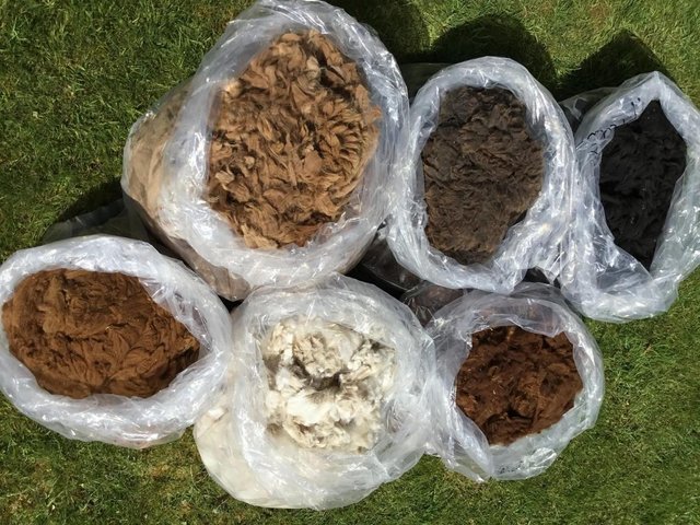 Alpaca Fleece For Sale! Many Colours to Choose From — Hobbies & Crafts in Benfleet