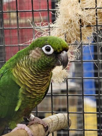 Image 6 of Amazing colourful chirping conures available