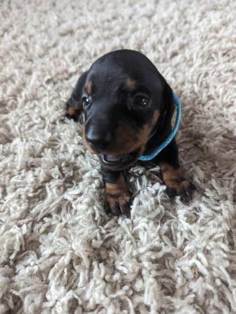 Image 11 of Smooth haired miniature dachshund litter of 5