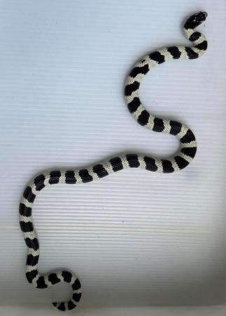 Image 2 of Black and white high contrast califonia king snake cali king
