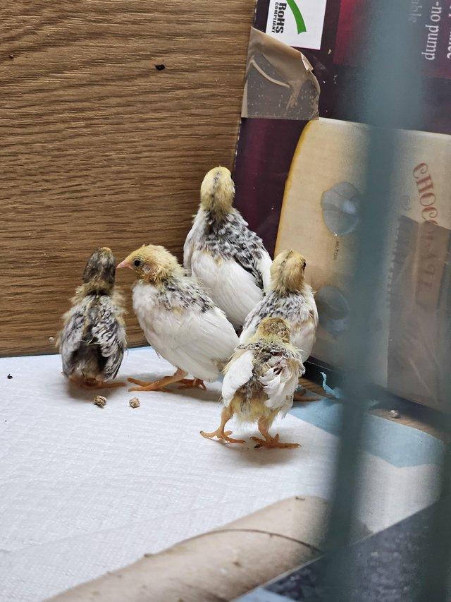 Preview of the first image of Button quail, Chinese painted quail.